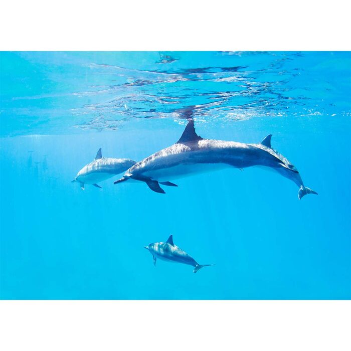 Dolphins Swimming Away will make a perfect background for any fresh or salt water tank or aquarium as well as dry terrariums.