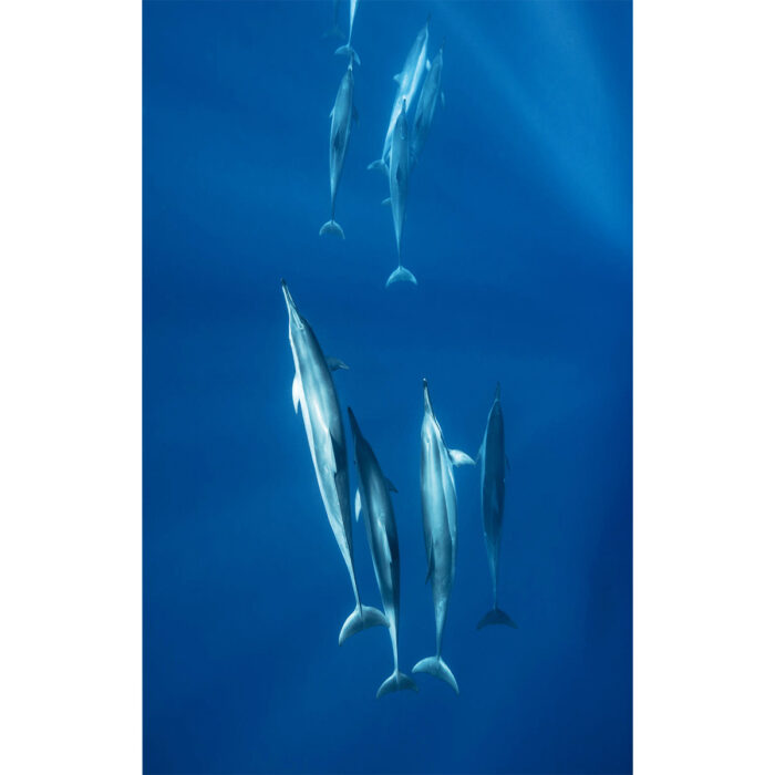 Dolphins Swimming Vertical will make a perfect background for any fresh or salt water tank or aquarium as well as dry terrariums.