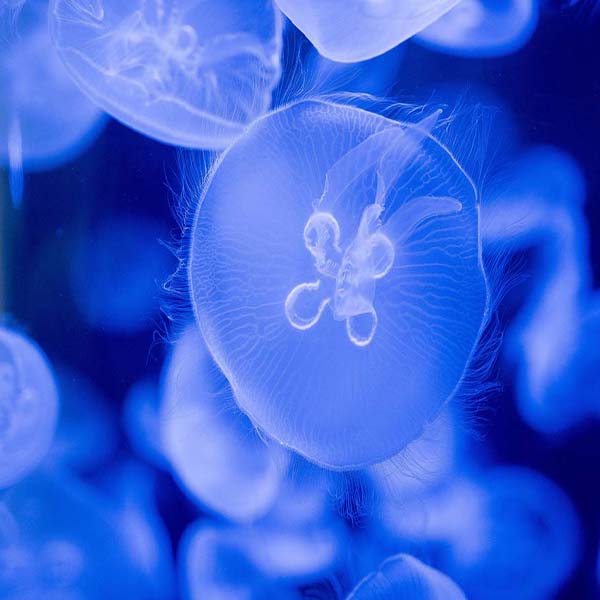 Electric Blue Jellyfish will make a perfect background for any fresh or salt water tank or aquarium as well as dry terrariums.