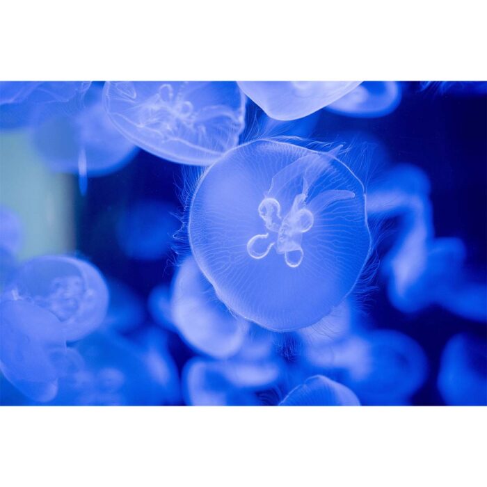 Electric Blue Jellyfish will make a perfect background for any fresh or salt water tank or aquarium as well as dry terrariums.