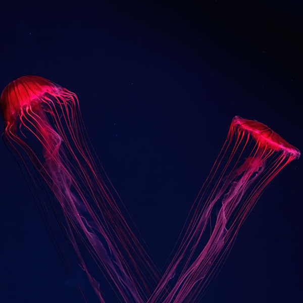 Electric Red Jellyfish will make a perfect background for any fresh or salt water tank or aquarium as well as dry terrariums.