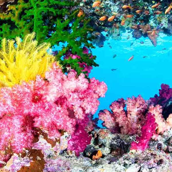 Exotic Coral Reef will make a perfect background for any fresh or salt water tank or aquarium as well as dry terrariums.