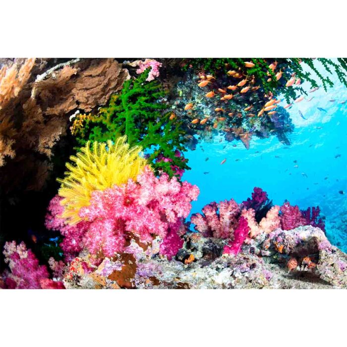 Exotic Coral Reef will make a perfect background for any fresh or salt water tank or aquarium as well as dry terrariums.