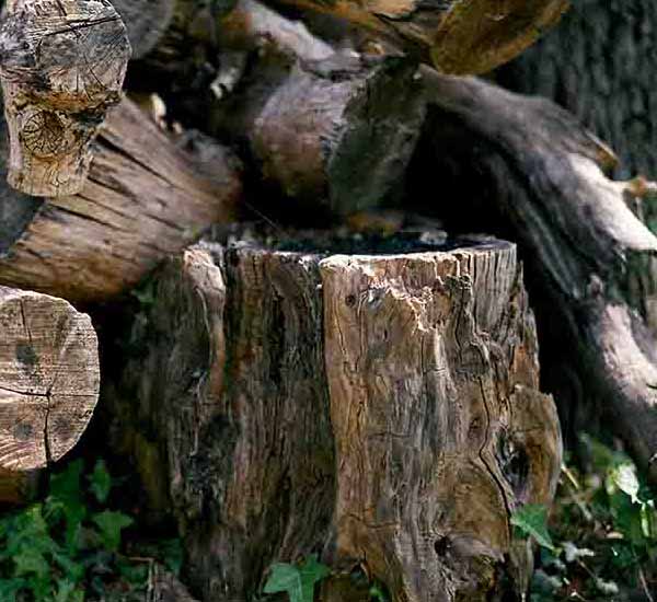 Felled Stump Lawn will make a perfect background for any fresh or salt water tank or aquarium as well as dry terrariums.