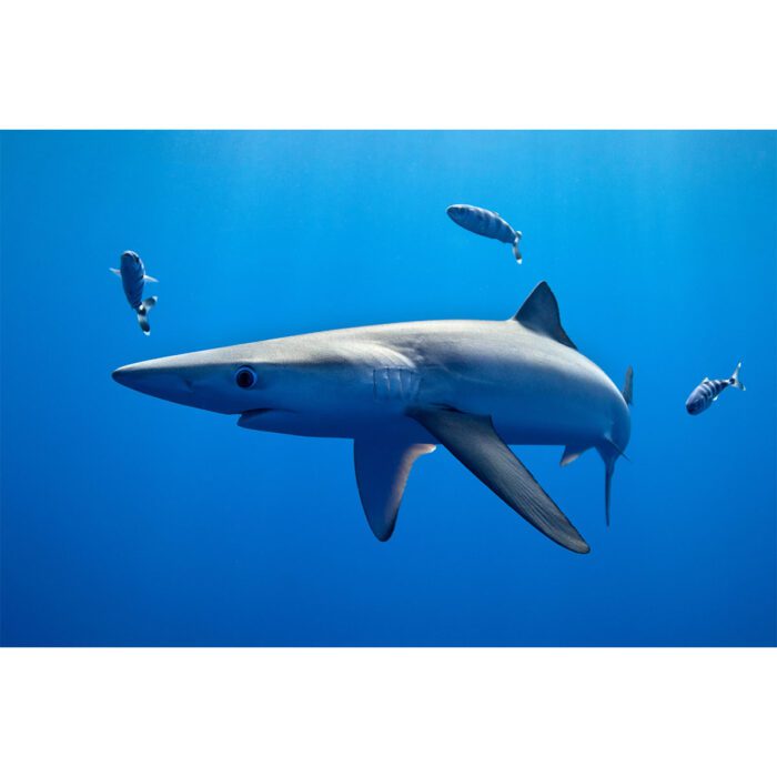 Fierce Shark Lurks will make a perfect background for any fresh or salt water tank or aquarium as well as dry terrariums.