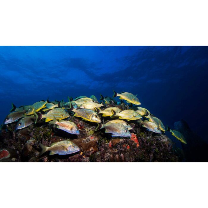 Fish Near Reef will make a perfect background for any fresh or salt water tank or aquarium as well as dry terrariums.