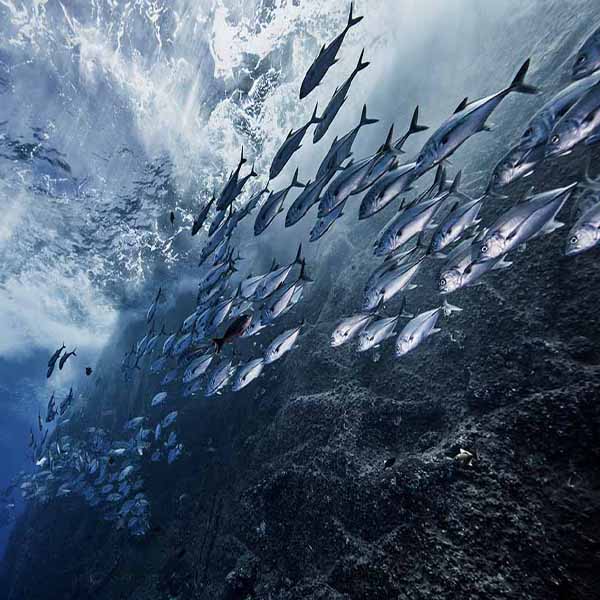 Fish Near Volcano will make a perfect background for any fresh or salt water tank or aquarium as well as dry terrariums.