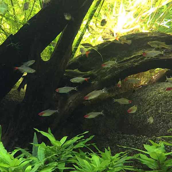 Fish Tank Vegetation will make a perfect background for any fresh or salt water tank or aquarium as well as dry terrariums.