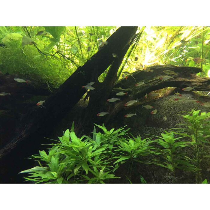 Fish Tank Vegetation will make a perfect background for any fresh or salt water tank or aquarium as well as dry terrariums.