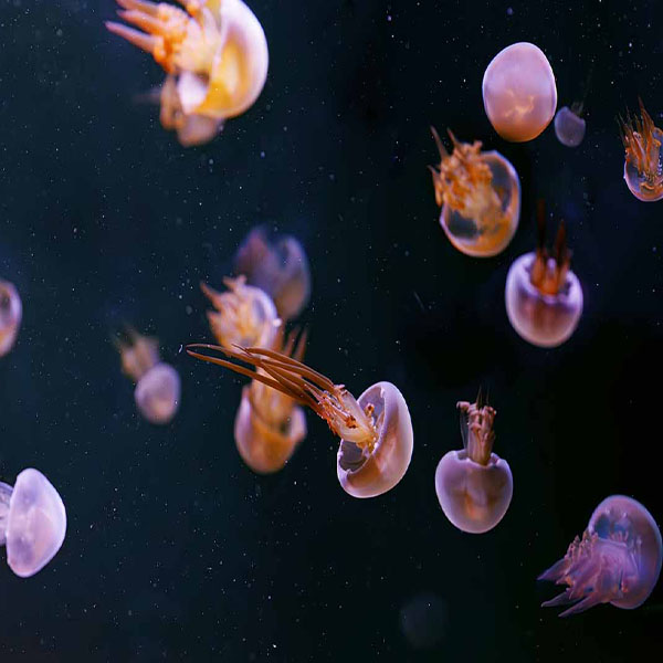 Flame Jellyfish Swimming will make a perfect background for any fresh or salt water tank or aquarium as well as dry terrariums.