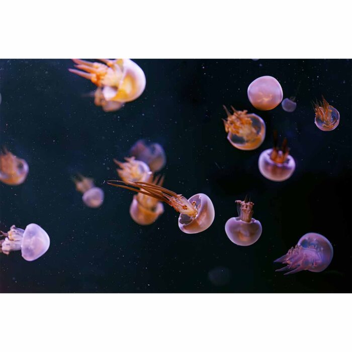 Flame Jellyfish Swimming will make a perfect background for any fresh or salt water tank or aquarium as well as dry terrariums.