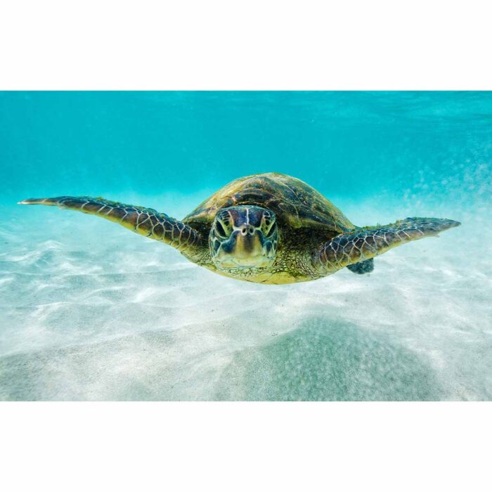 Flippers Up Turtle will make a perfect background for any fresh or salt water tank or aquarium as well as dry terrariums.