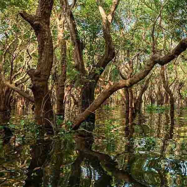 Flooded Tree Forest will make a perfect background for any fresh or salt water tank or aquarium as well as dry terrariums.