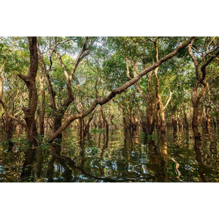 Flooded Tree Forest will make a perfect background for any fresh or salt water tank or aquarium as well as dry terrariums.