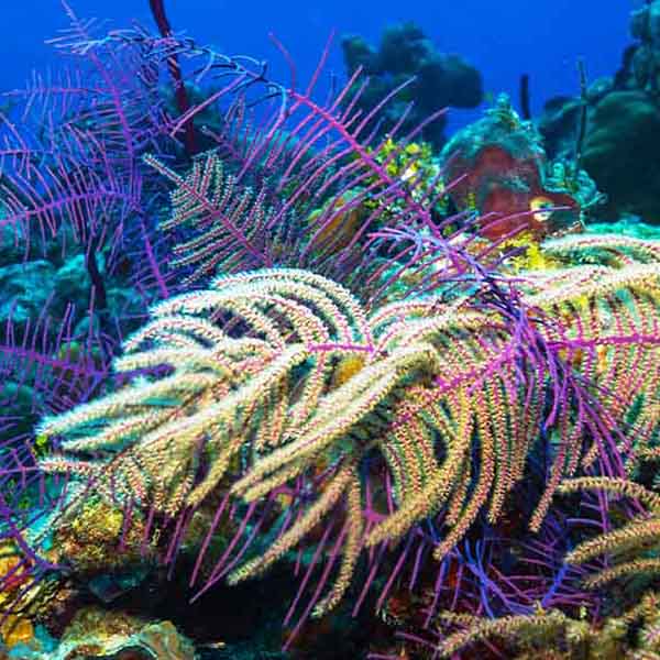 Flowing Coral Life will make a perfect background for any fresh or salt water tank or aquarium as well as dry terrariums.