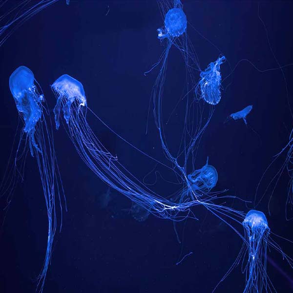 Fluorescent Blue Jellyfish will make a perfect background for any fresh or salt water tank or aquarium as well as dry terrariums.