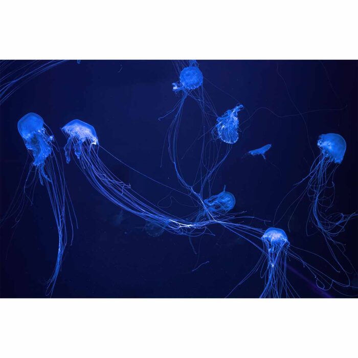 Fluorescent Blue Jellyfish will make a perfect background for any fresh or salt water tank or aquarium as well as dry terrariums.