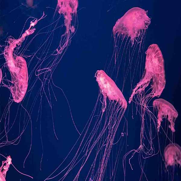 Fluorescent Floating Jellyfish will make a perfect background for any fresh or salt water tank or aquarium as well as dry terrariums.