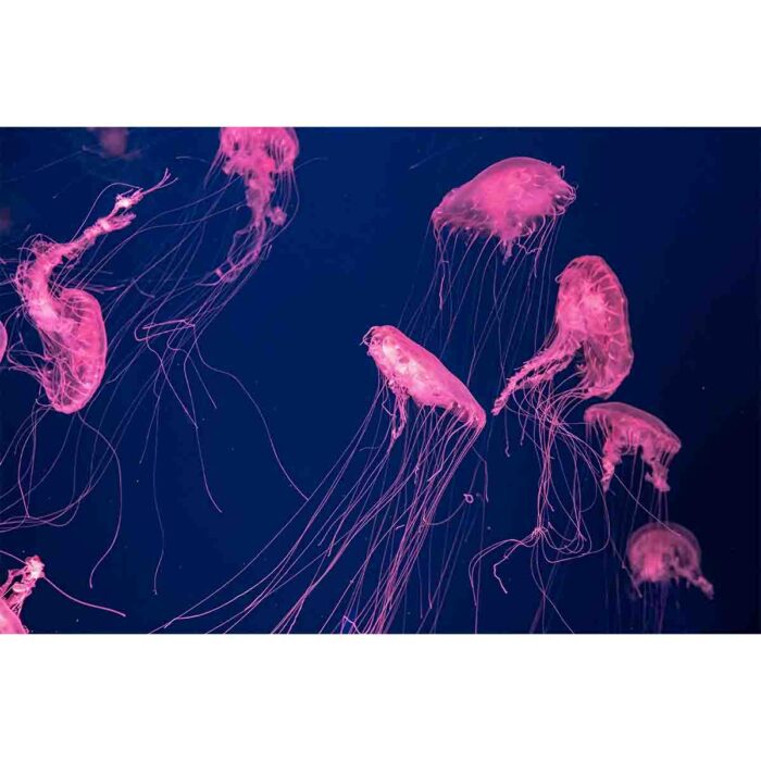 Fluorescent Floating Jellyfish will make a perfect background for any fresh or salt water tank or aquarium as well as dry terrariums.