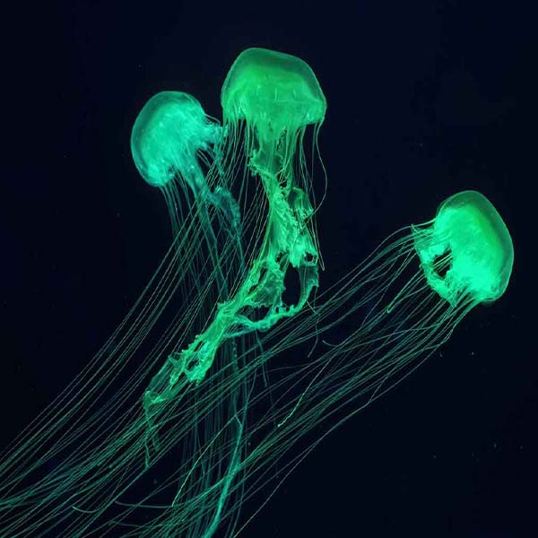 Fluorescent Green Jellyfish will make a perfect background for any fresh or salt water tank or aquarium as well as dry terrariums.