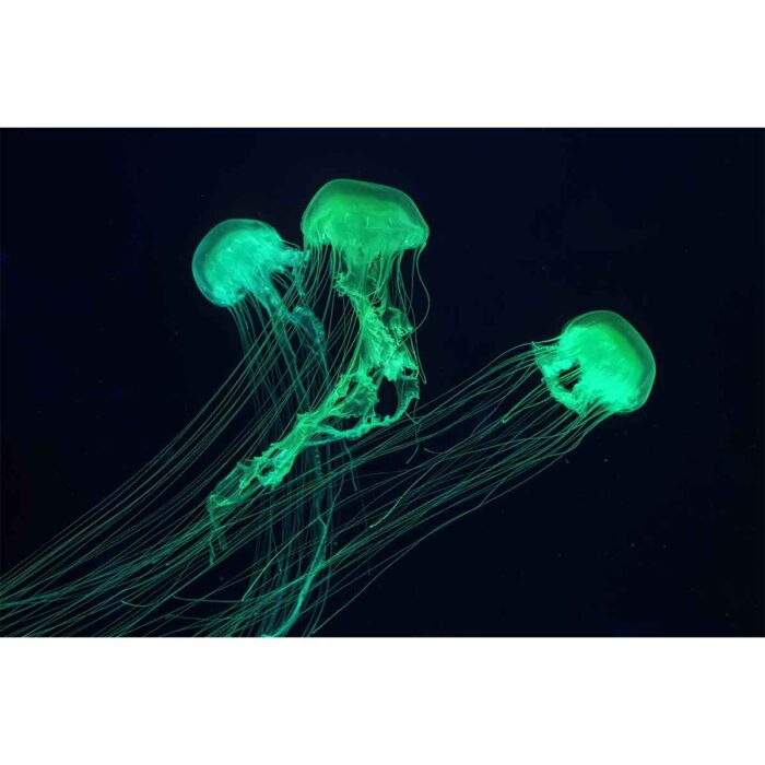 Fluorescent Green Jellyfish will make a perfect background for any fresh or salt water tank or aquarium as well as dry terrariums.