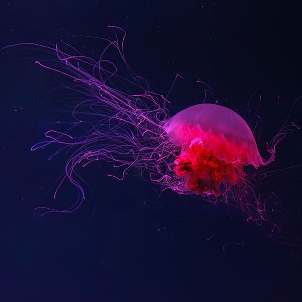 Fluorescent Lion Jellyfish will make a perfect background for any fresh or salt water tank or aquarium as well as dry terrariums.