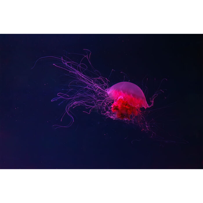 Fluorescent Lion Jellyfish will make a perfect background for any fresh or salt water tank or aquarium as well as dry terrariums.