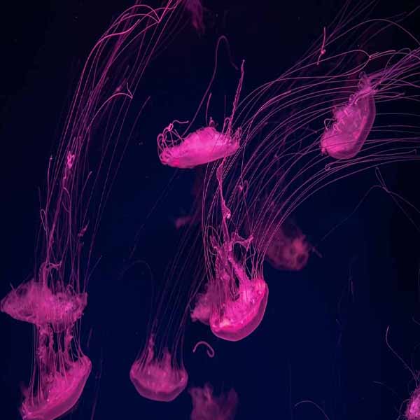 Fluorescent Pink Jellyfish will make a perfect background for any fresh or salt water tank or aquarium as well as dry terrariums.