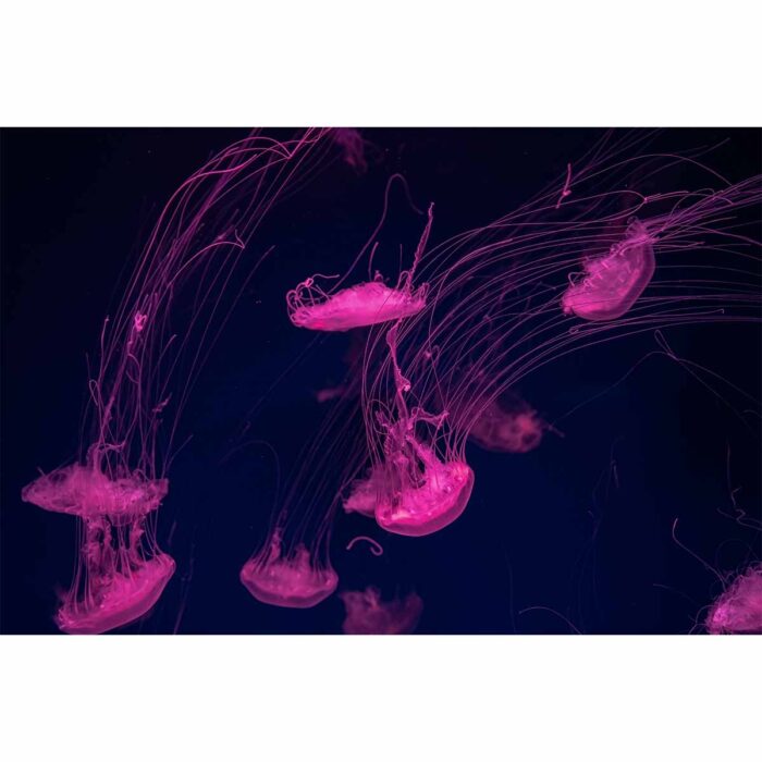 Fluorescent Pink Jellyfish will make a perfect background for any fresh or salt water tank or aquarium as well as dry terrariums.