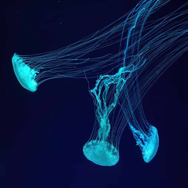 Fluorescent Teal Jellyfish will make a perfect background for any fresh or salt water tank or aquarium as well as dry terrariums.