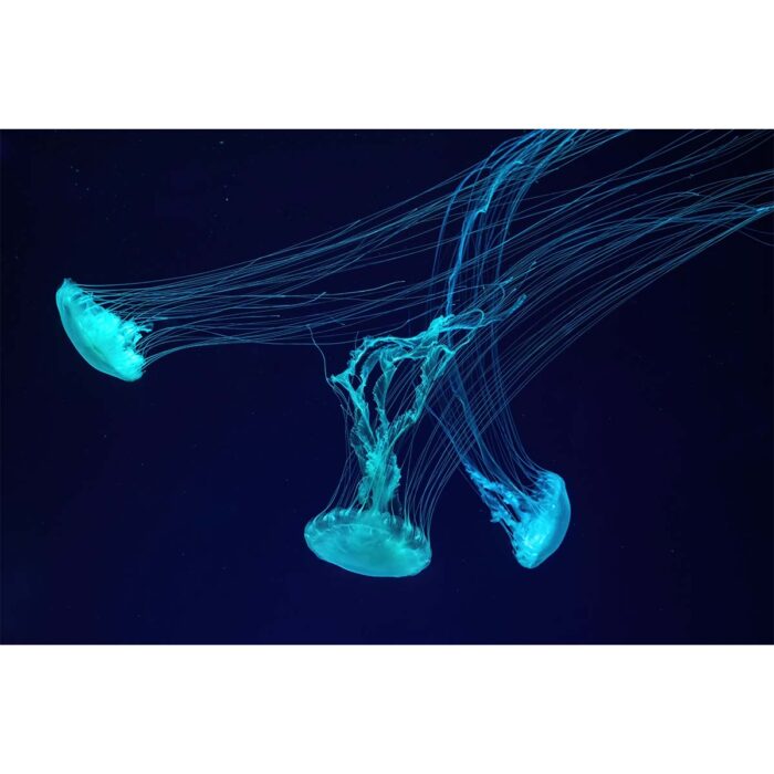 Fluorescent Teal Jellyfish will make a perfect background for any fresh or salt water tank or aquarium as well as dry terrariums.