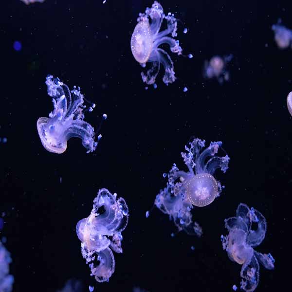 Fluorescent Tiny Jellyfish will make a perfect background for any fresh or salt water tank or aquarium as well as dry terrariums.