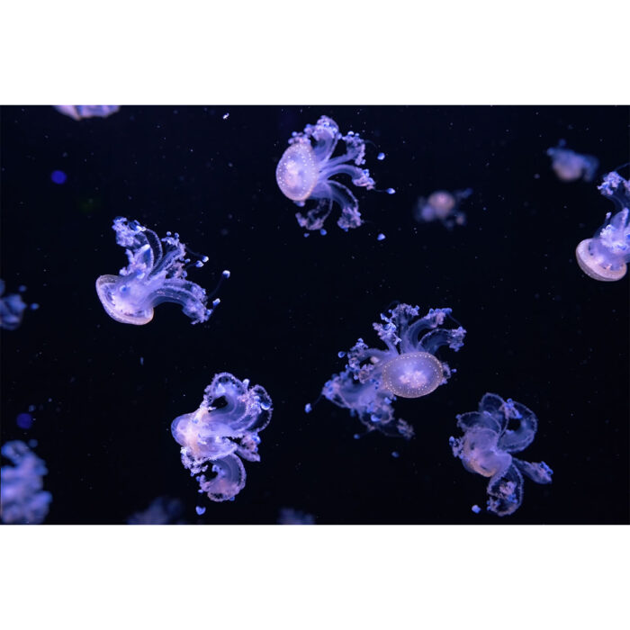 Fluorescent Tiny Jellyfish will make a perfect background for any fresh or salt water tank or aquarium as well as dry terrariums.