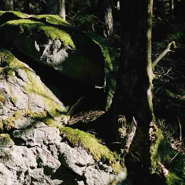 Forest Rock Formation will make a perfect background for any fresh or salt water tank or aquarium as well as dry terrariums.