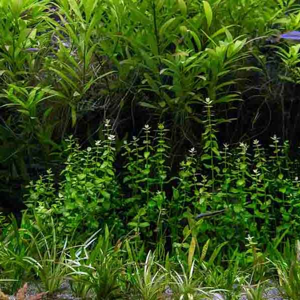 Freshwater Green Plants will make a perfect background for any fresh or salt water tank or aquarium as well as dry terrariums.