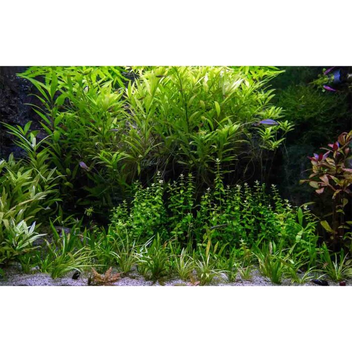 Freshwater Green Plants will make a perfect background for any fresh or salt water tank or aquarium as well as dry terrariums.