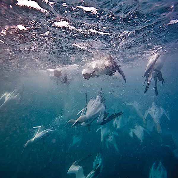 Gannets Ocean Diving will make a perfect background for any fresh or salt water tank or aquarium as well as dry terrariums.