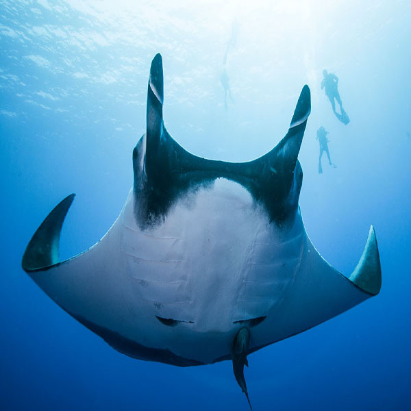 Giant Manta Ray will make a perfect background for any fresh or salt water tank or aquarium as well as dry terrariums.