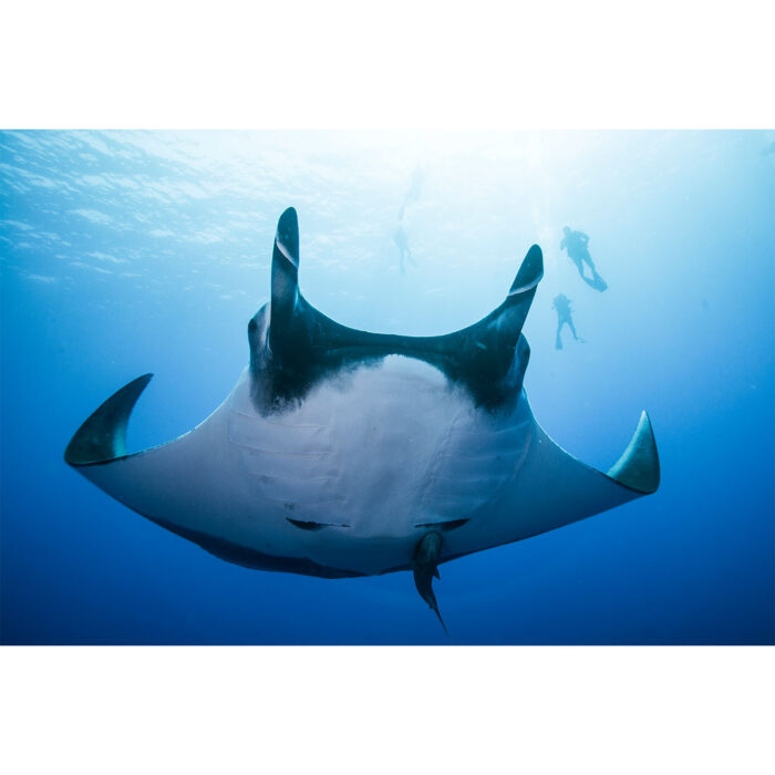 Giant Manta Ray will make a perfect background for any fresh or salt water tank or aquarium as well as dry terrariums.