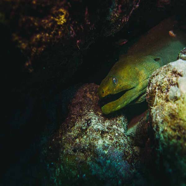 Giant Moray Eel will make a perfect background for any fresh or salt water tank or aquarium as well as dry terrariums.