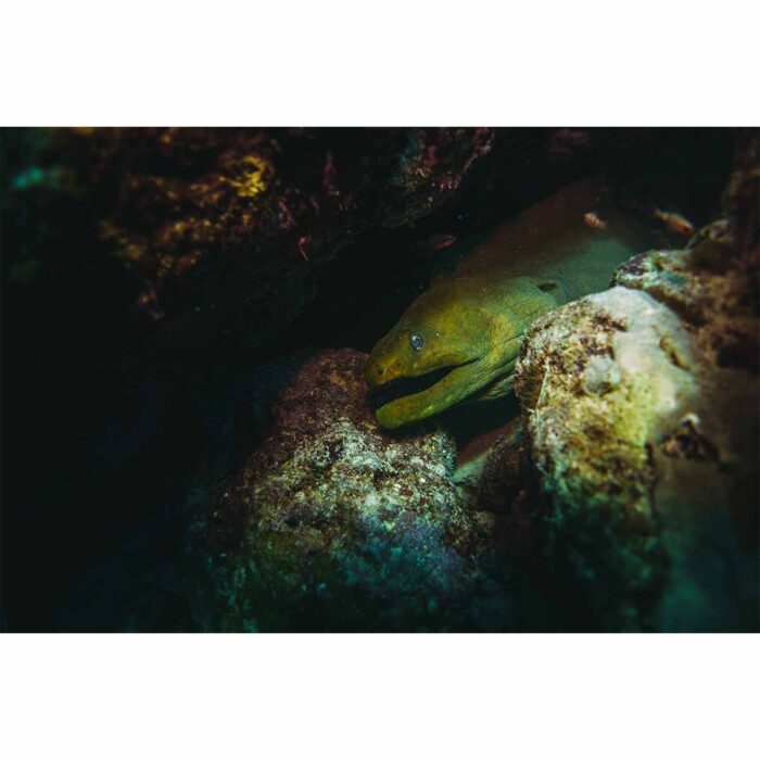 Giant Moray Eel will make a perfect background for any fresh or salt water tank or aquarium as well as dry terrariums.