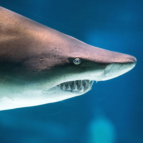 Great White Closeup will make a perfect background for any fresh or salt water tank or aquarium as well as dry terrariums.