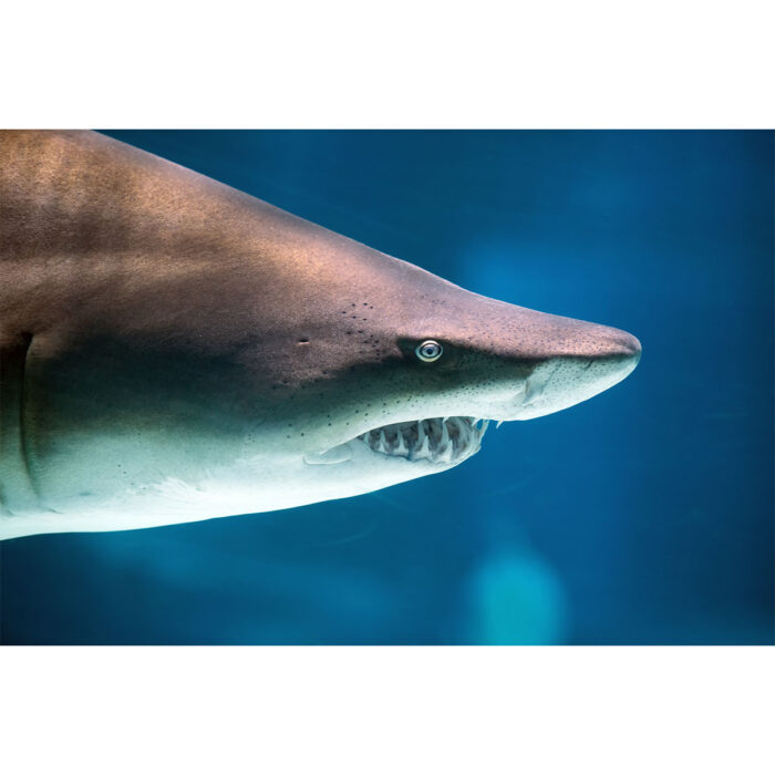 Great White Closeup will make a perfect background for any fresh or salt water tank or aquarium as well as dry terrariums.