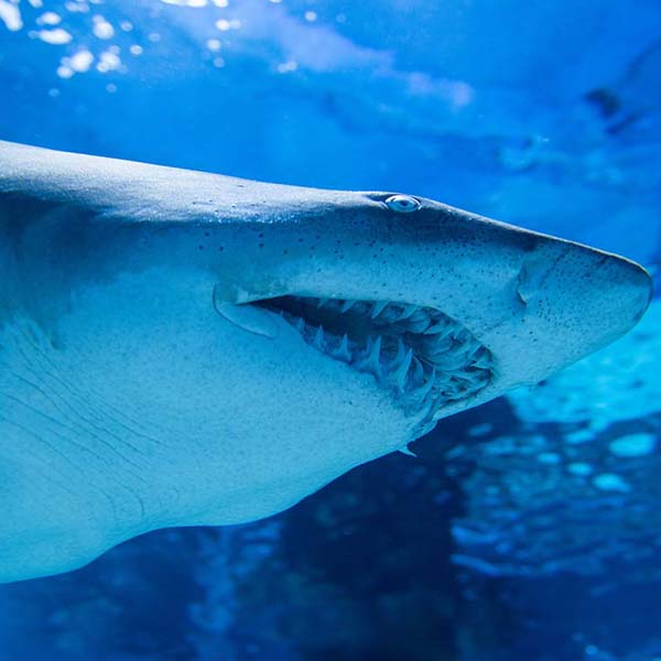 Great White Shark will make a perfect background for any fresh or salt water tank or aquarium as well as dry terrariums.