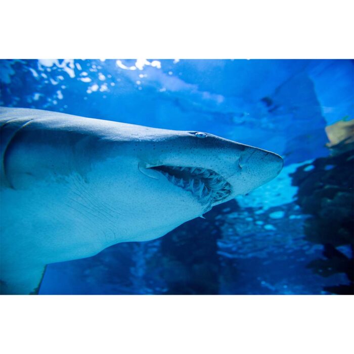 Great White Shark will make a perfect background for any fresh or salt water tank or aquarium as well as dry terrariums.