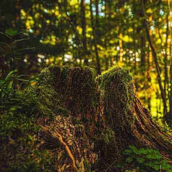 Green Forest Moss will make a perfect background for any fresh or salt water tank or aquarium as well as dry terrariums.