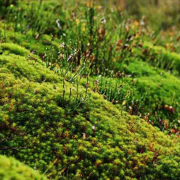 Green Moss Closeup will make a perfect background for any fresh or salt water tank or aquarium as well as dry terrariums.