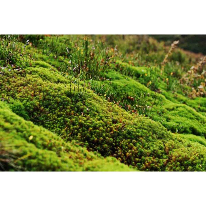 Green Moss Closeup will make a perfect background for any fresh or salt water tank or aquarium as well as dry terrariums.