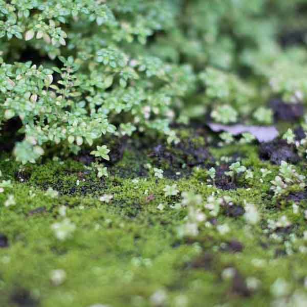 Green Moss Closeup II will make a perfect background for any fresh or salt water tank or aquarium as well as dry terrariums.