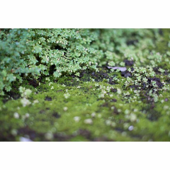 Green Moss Closeup II will make a perfect background for any fresh or salt water tank or aquarium as well as dry terrariums.